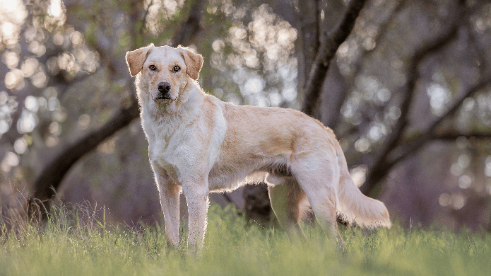 Yellow lab and golden mix