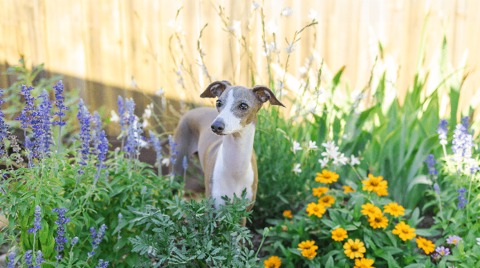 Italian Greyhound puppy