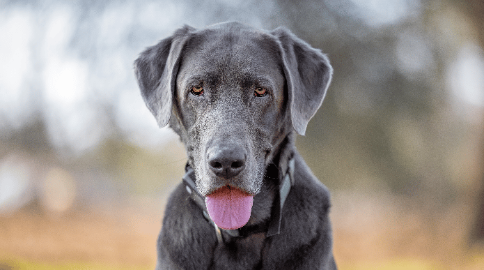 Silver lab