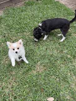 Canelo and Lupita playing