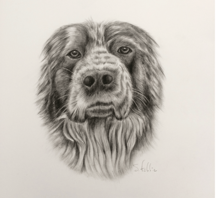 Custom Pet Portrait in Pencil