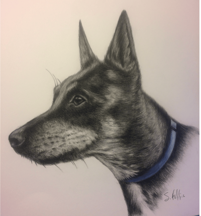 Custom Pet Portait in Colored Pencil