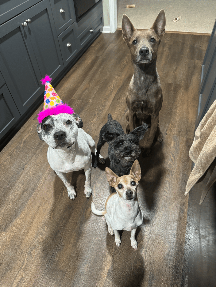 My teachers - my crew of pups