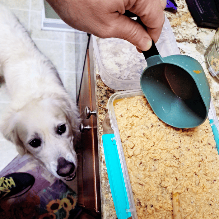 My girl Luna excited for her homemade dinner!