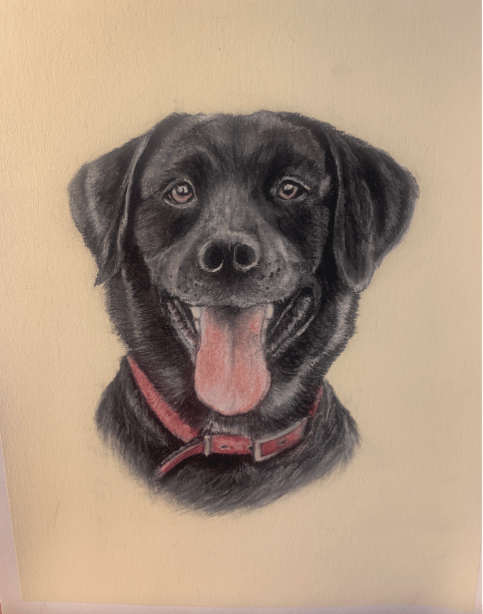 Custom Pet Portrait in Pastel