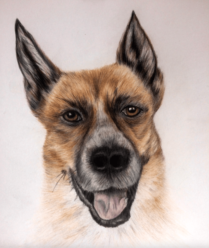 Custom Pet Portrait in Colored Pencil