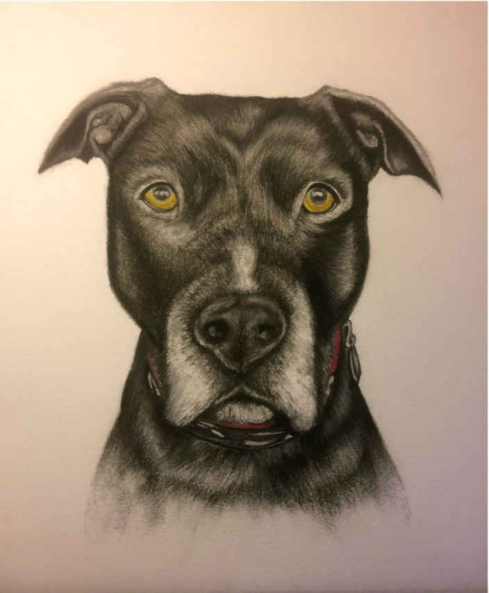 Custom Pet Portrait in Colored Pencil