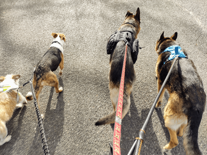 Pack walk