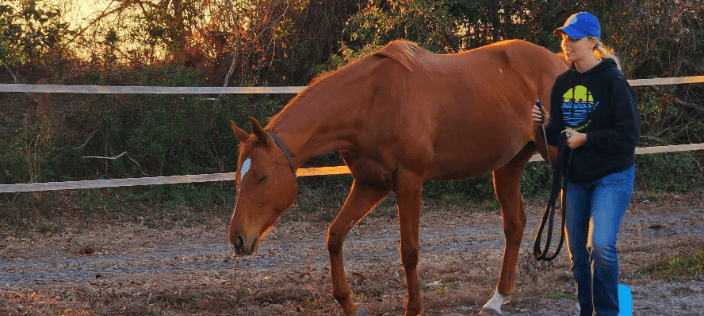 Animal Reiki Blufton South Carolina