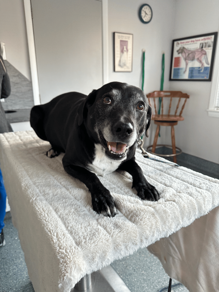 Senior Pet for annual exam