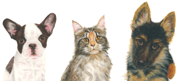Dogs & Cat