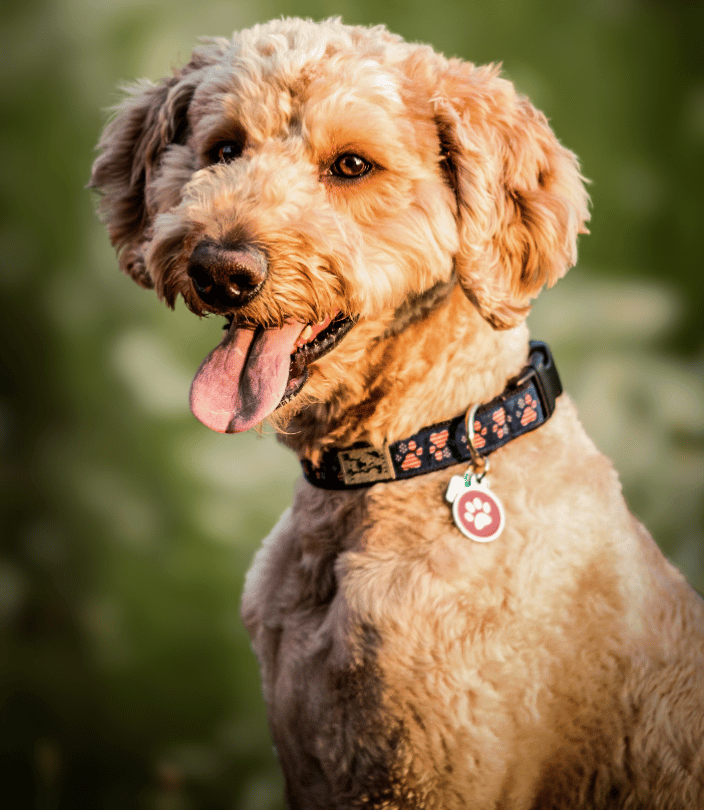 Pet Photographer Michigan