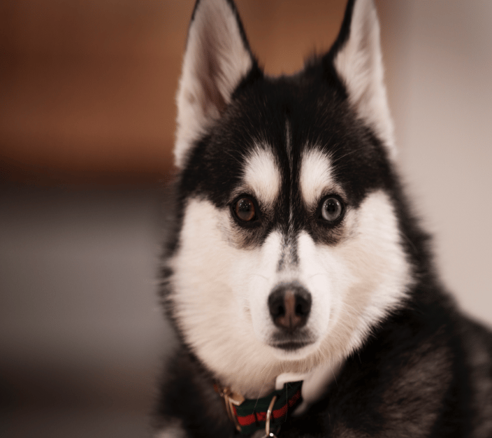 Pomsky