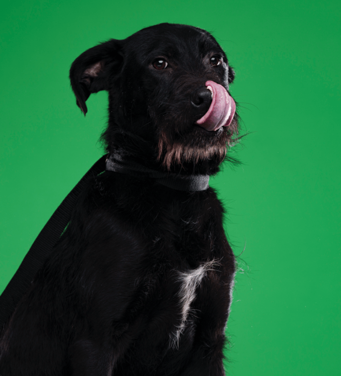 shelter dog