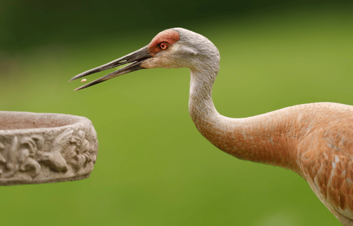 sandhill 