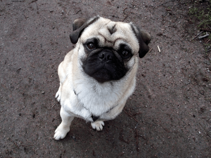 Cute Pug