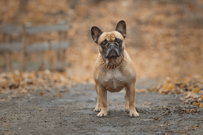 French Bulldog 