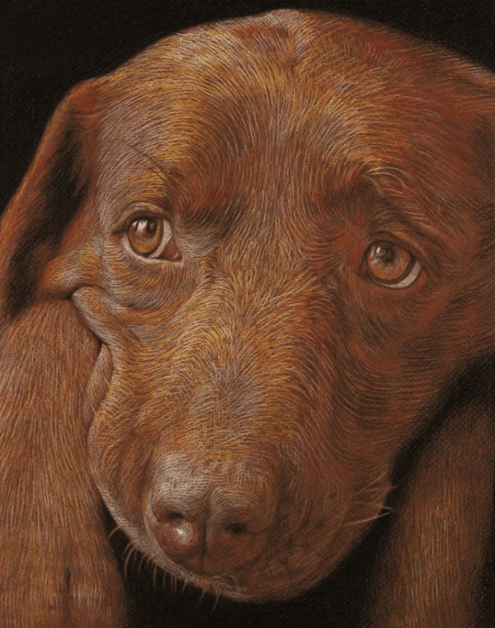 Chocolate Lab in Pastel 9x12"