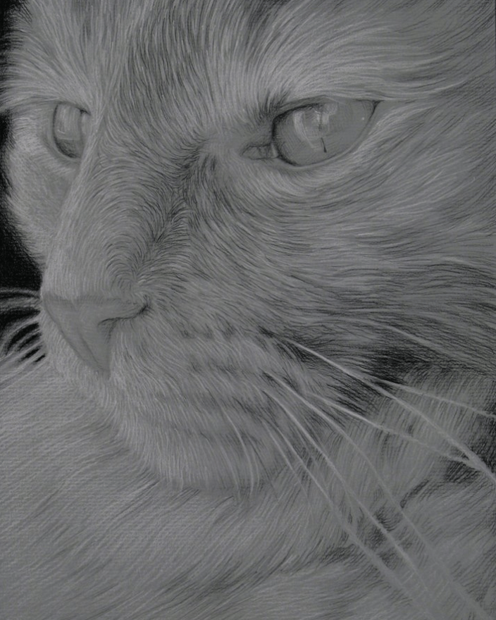 Orange Tabby 9x12" Charcoal