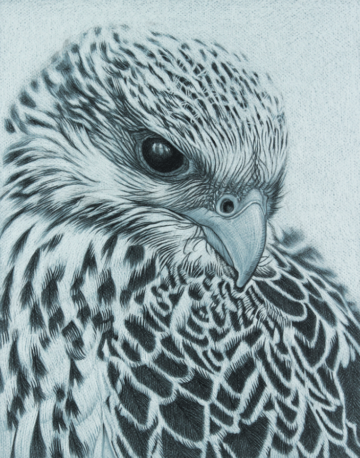 Gyr Falcon 11x14" Charcoal