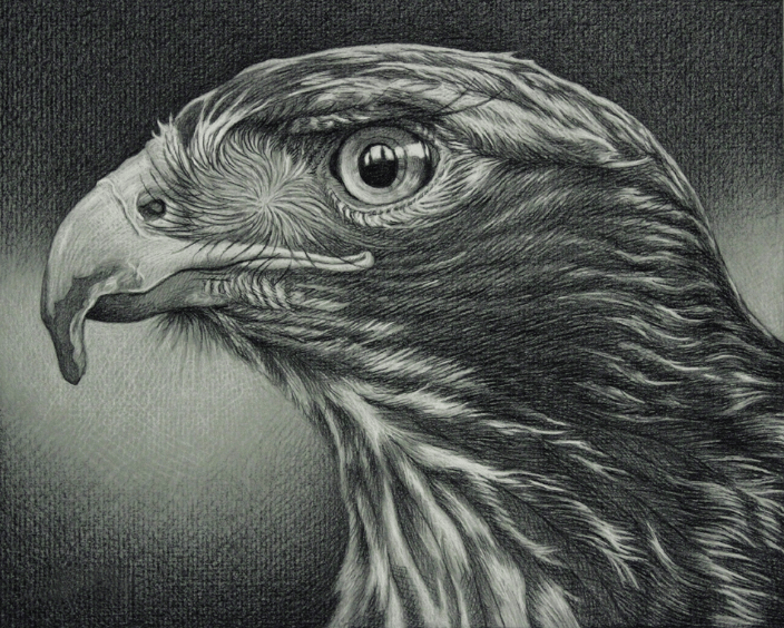 Red Tail Hawk 9x12" Charcoal