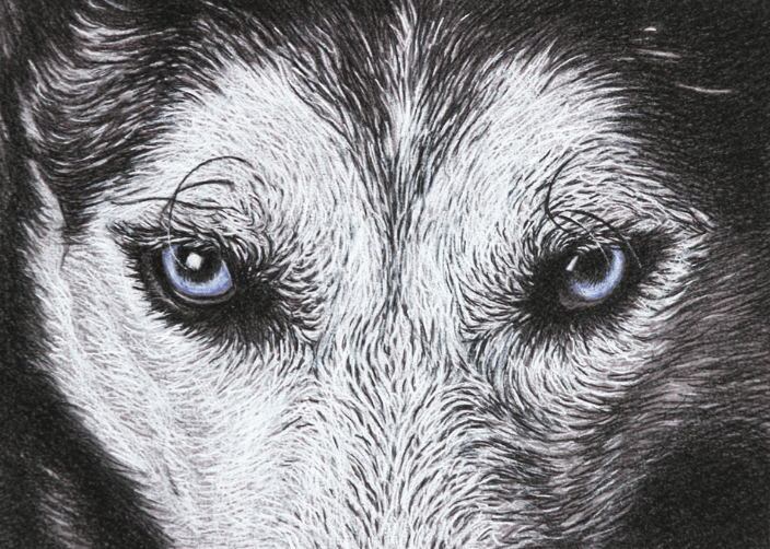 "Bailey's Wolf" 5x7" Pastel