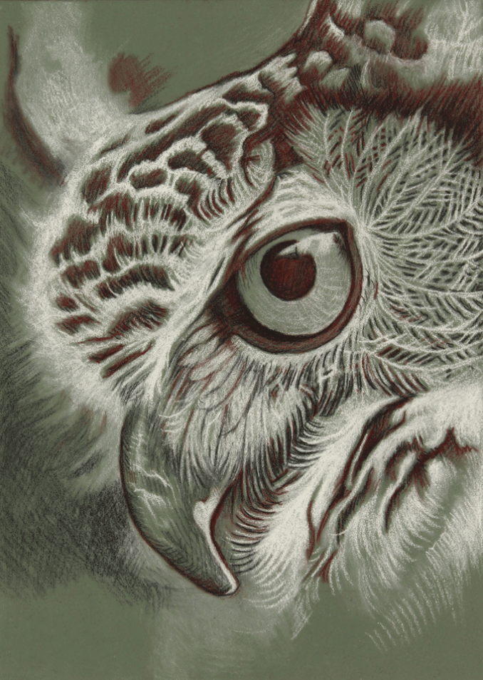 "Great Horned Owl" 5x7" Pastel on Pastelbord