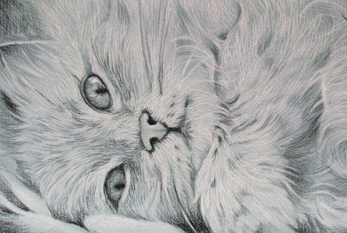 Kitten 5x7" Charcoal