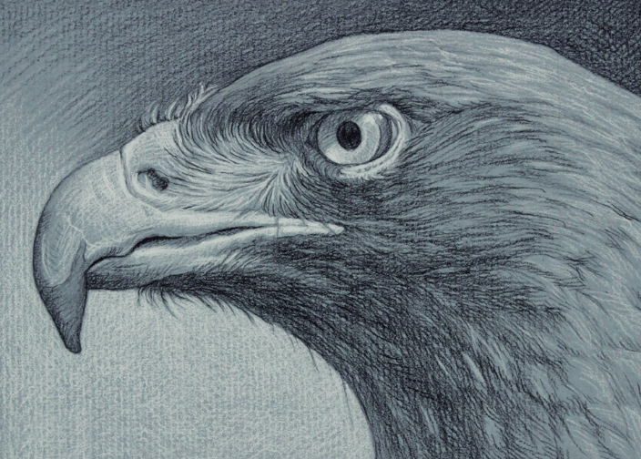Hawk 5x7" Charcoal