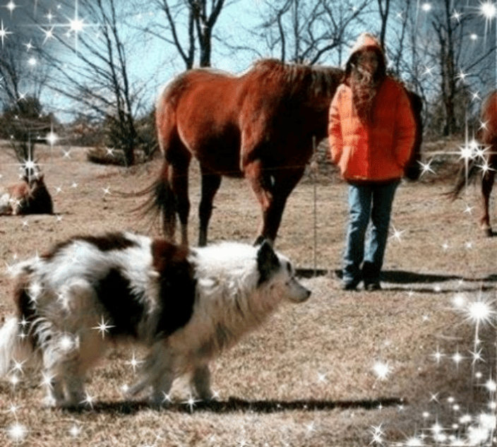 Lost Pet Finder Vermont