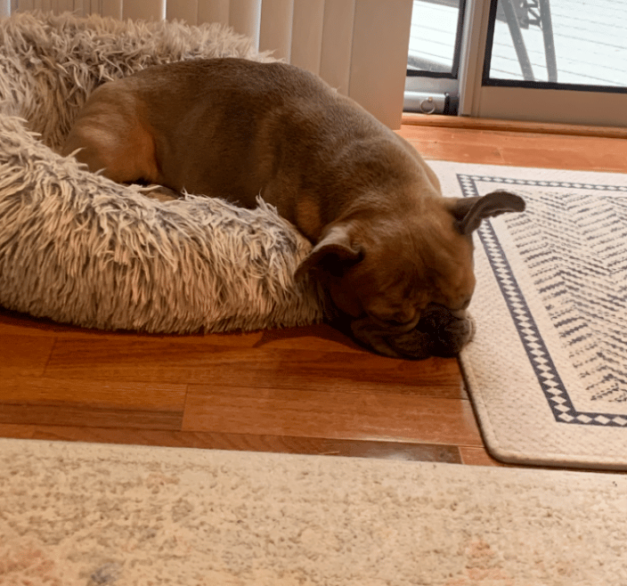 Pet Sitter Rockville Maryland