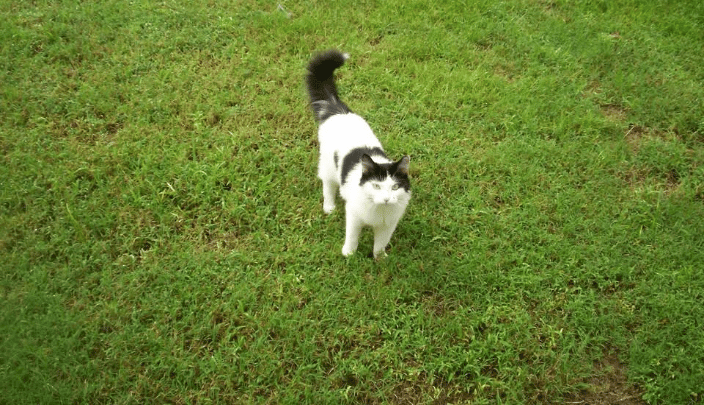 In Home Pet Sitting Jackson, Tennessee