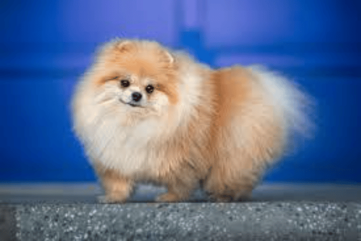 In Home Pet Sitting Louisville Kentucky