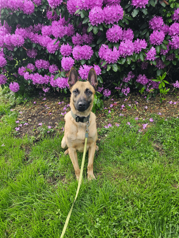 18 month old Malinois