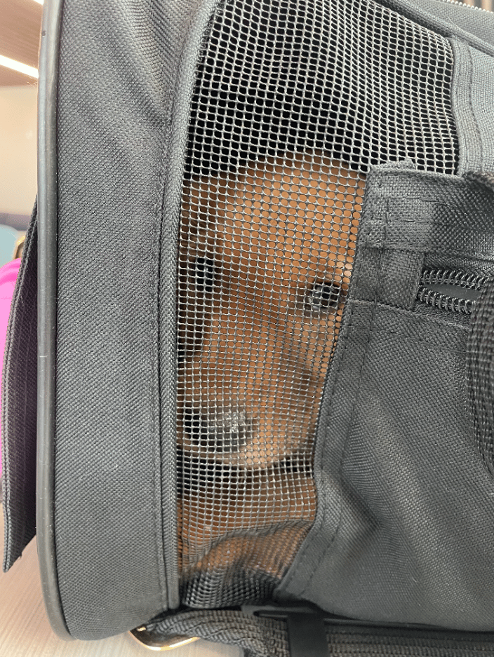 Golden Retriever puppy ready for her flight home.