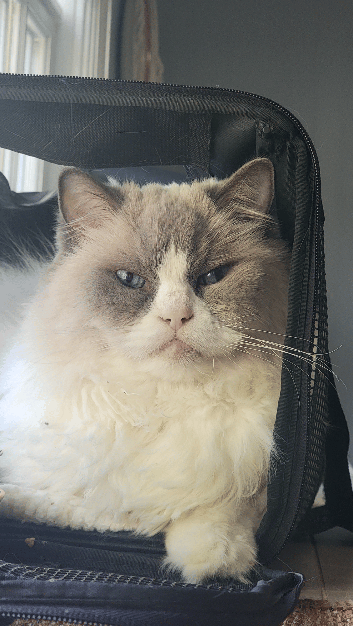 Finnegan
