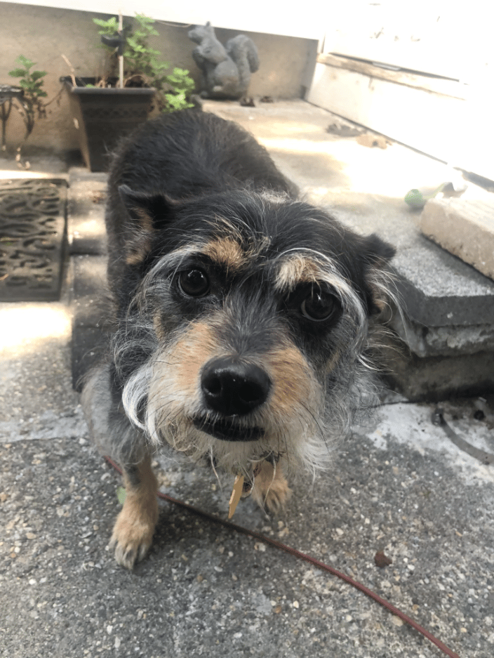Frankie