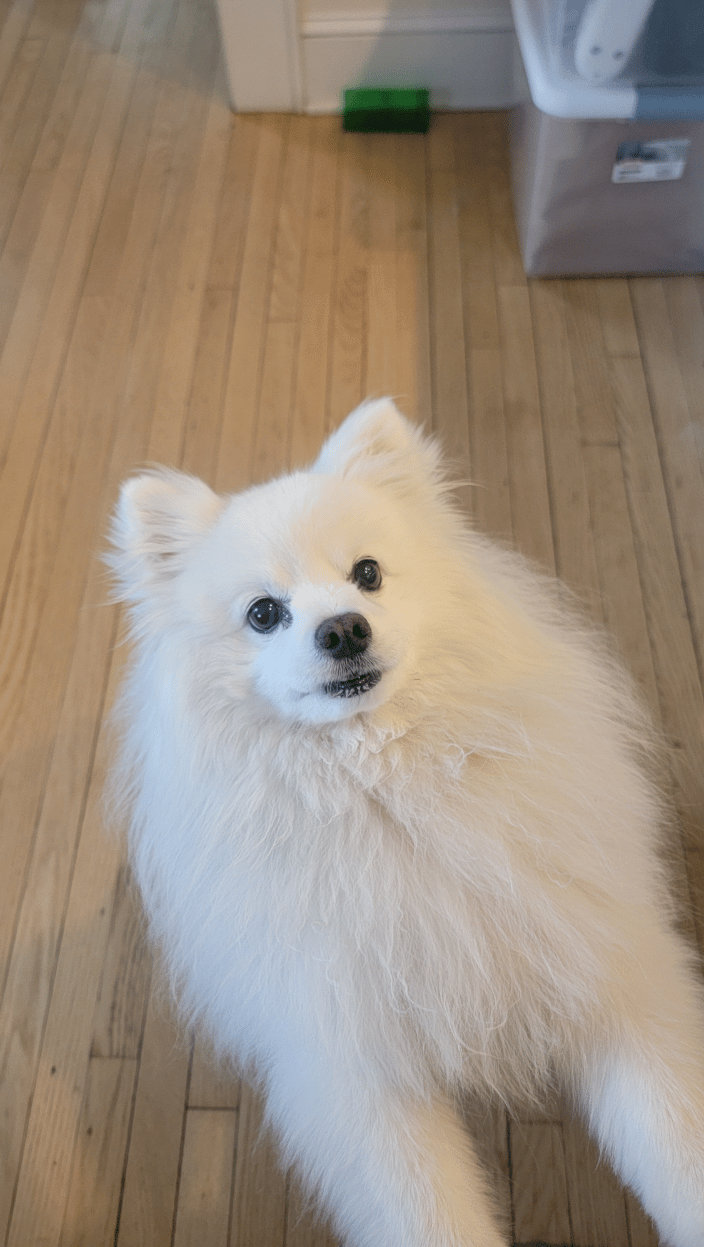 Bella