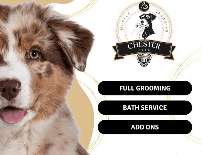 Mobile Pet Grooming West Harrison NY