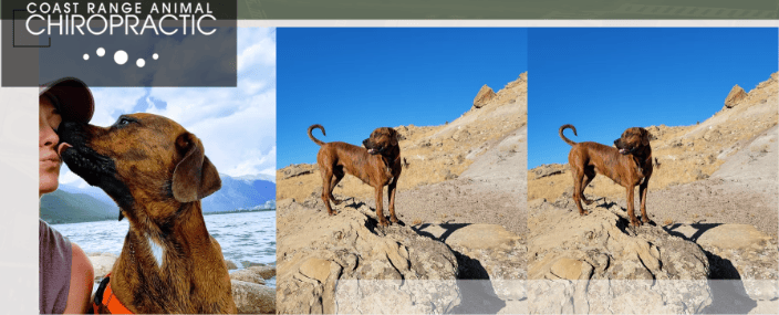Animal Chiropractic Care Dayton OR