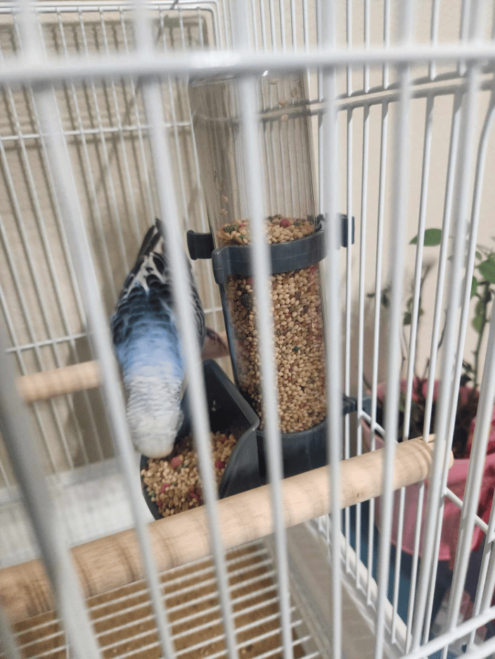 Rescued this parakeet on a dog walk and found it a new home.