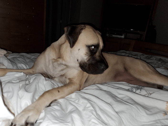 Super Snuggler... Lola who takes up the whole bed!