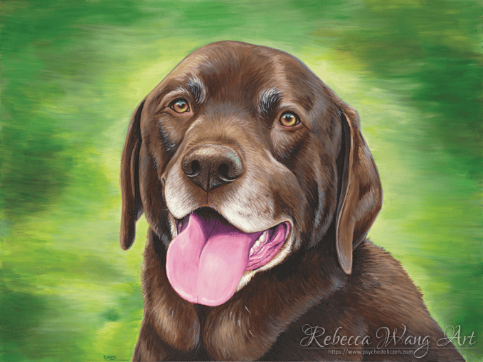Pet portrait of a Chocolate Labrador Retriever Dog