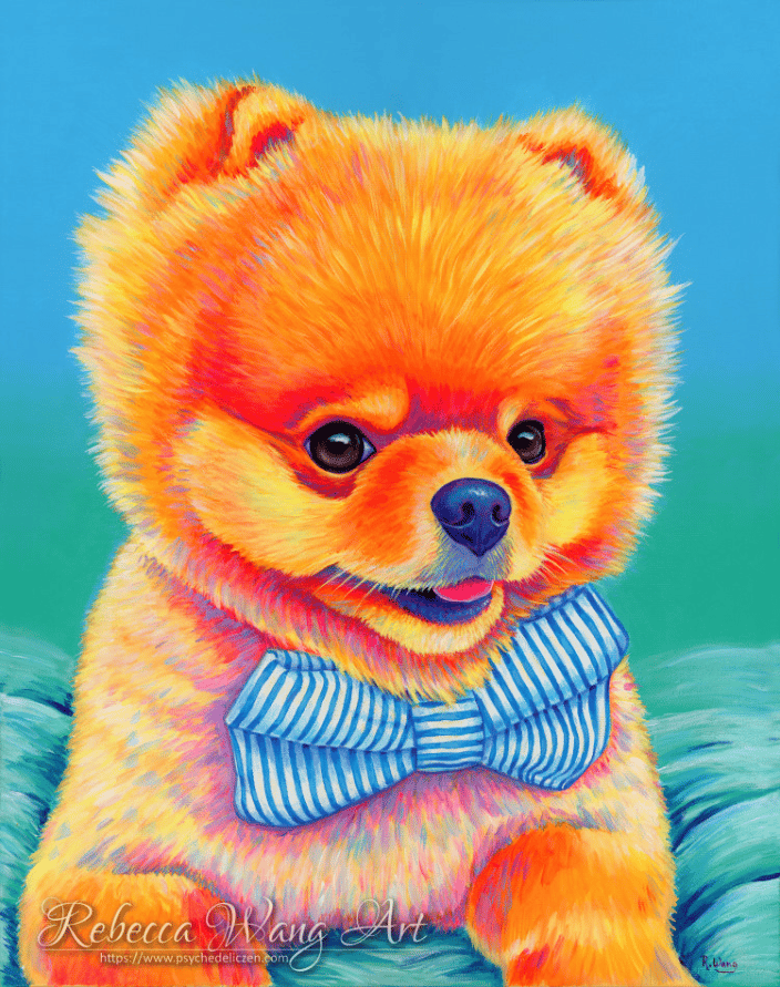 Colorful portrait of a Pomeranian dog
