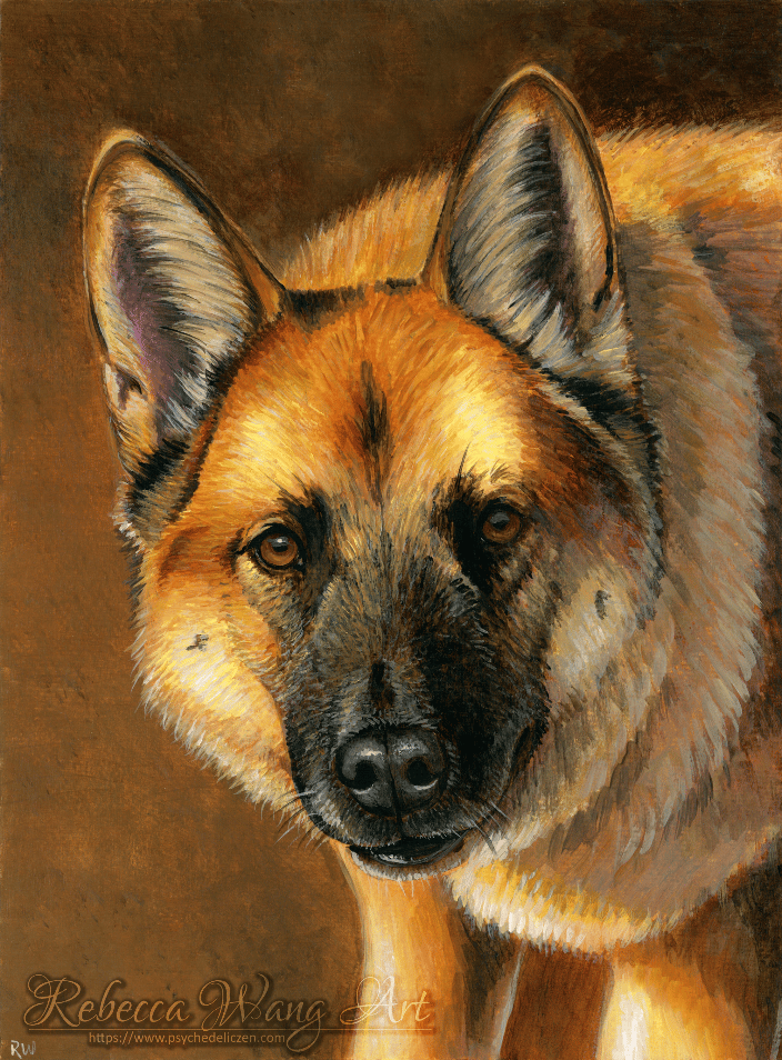 Belgian Malinois pet portrait painting