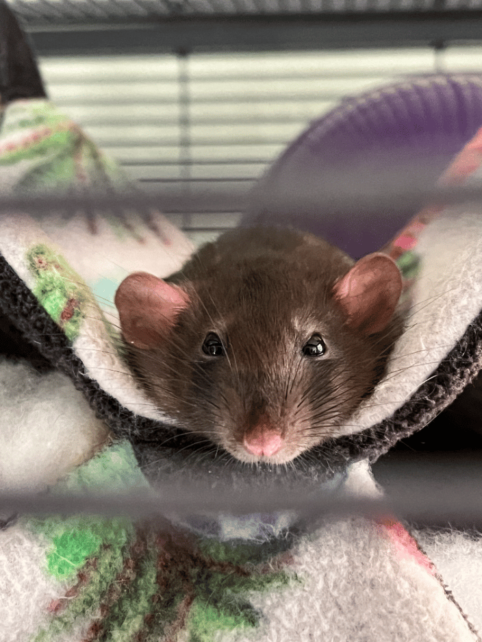 Cosmo the Dwarf Rat