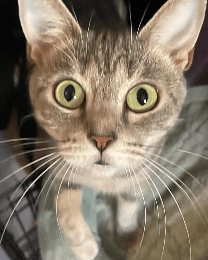 In Home Pet Sitting Missouri