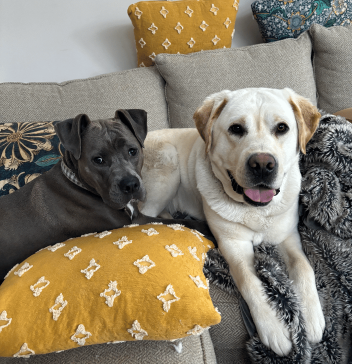Holistic Pet Health Coach