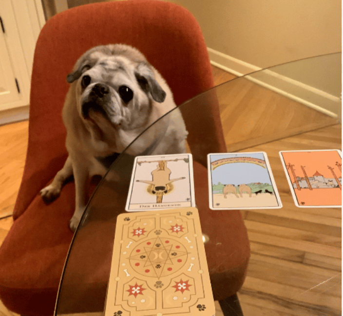 Pet Psychic Maryland