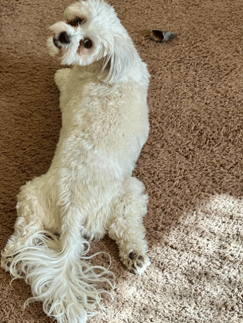 Muffins Animal Reiki Session